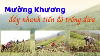 Mường Khương đẩy nhanh tiến độ trồng dứa