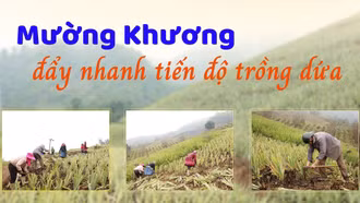 Mường Khương đẩy nhanh tiến độ trồng dứa