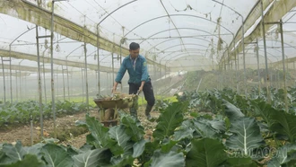 Bảo vệ cây trồng trước thời tiết cực đoan