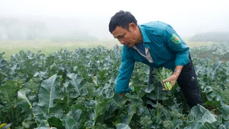 [Ảnh] Hối hả thu hoạch cây vụ đông