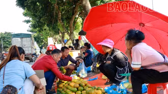 Nông dân Mường Khương thu 157 tỷ đồng từ cây quýt
