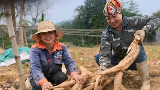 [Ảnh] Nông dân xã Gia Phú thu hoạch, chế biến tinh bột sắn dây