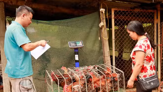 Vì sao giá gà thịt thấp kỷ lục?