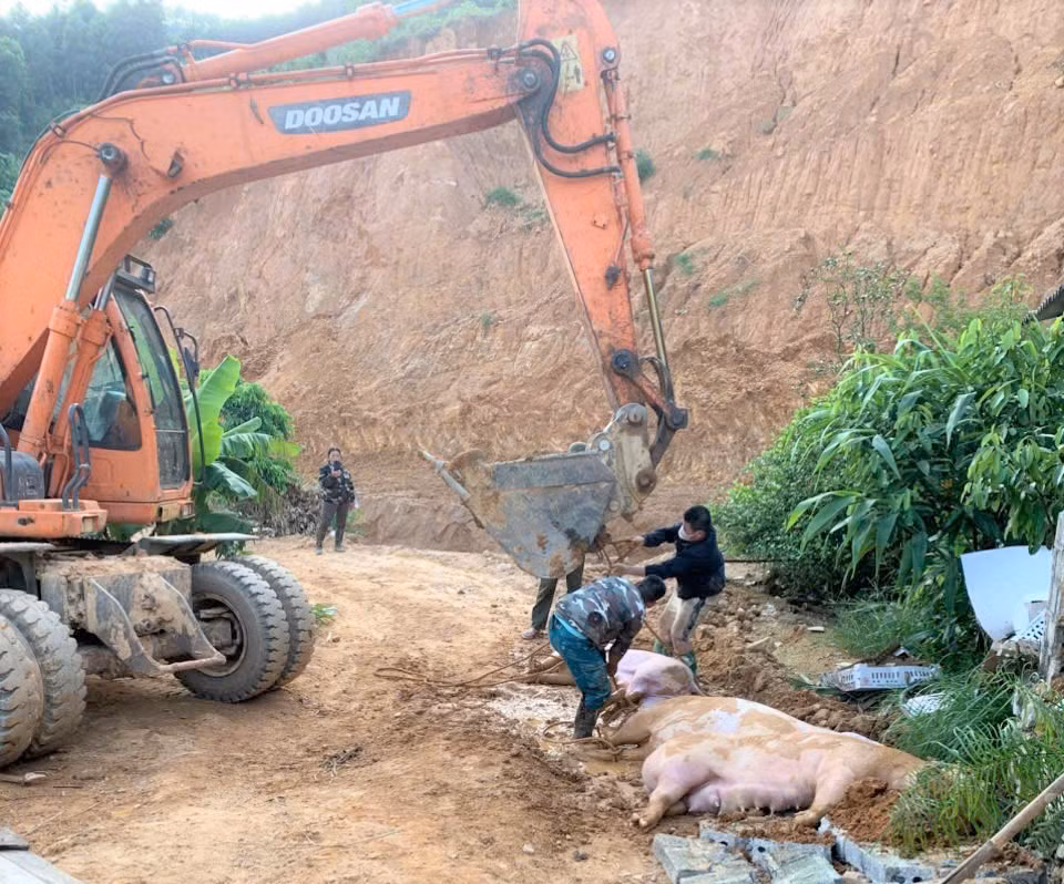 luc-luong-chuc-nang-xa-muong-lai-to-chuc-tieu-huy-lon-mac-dich-benh-ta-lon-chau-phi.jpg