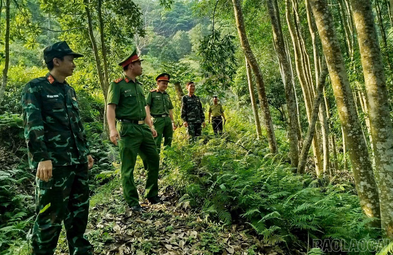 baolaocai-br_ktrarung-1.jpg