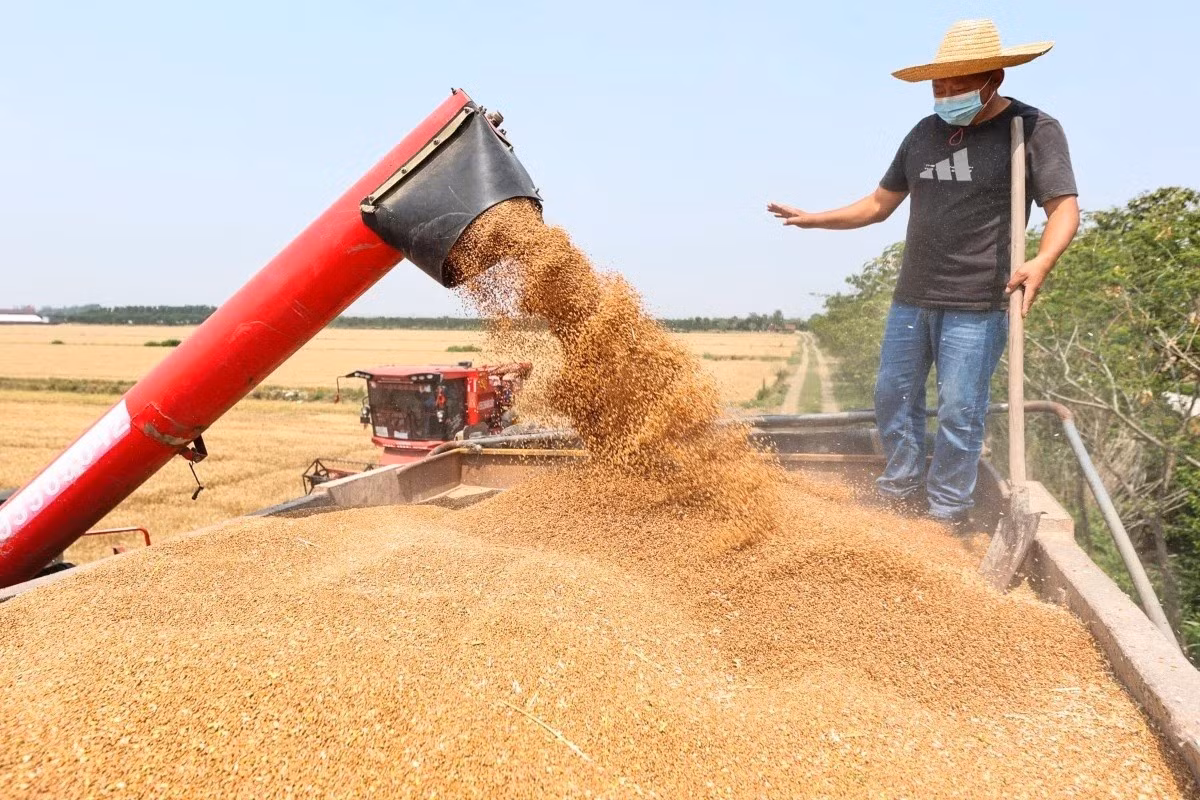 Người lao động thu hoạch lúa tại Giang Tô, Trung Quốc.
