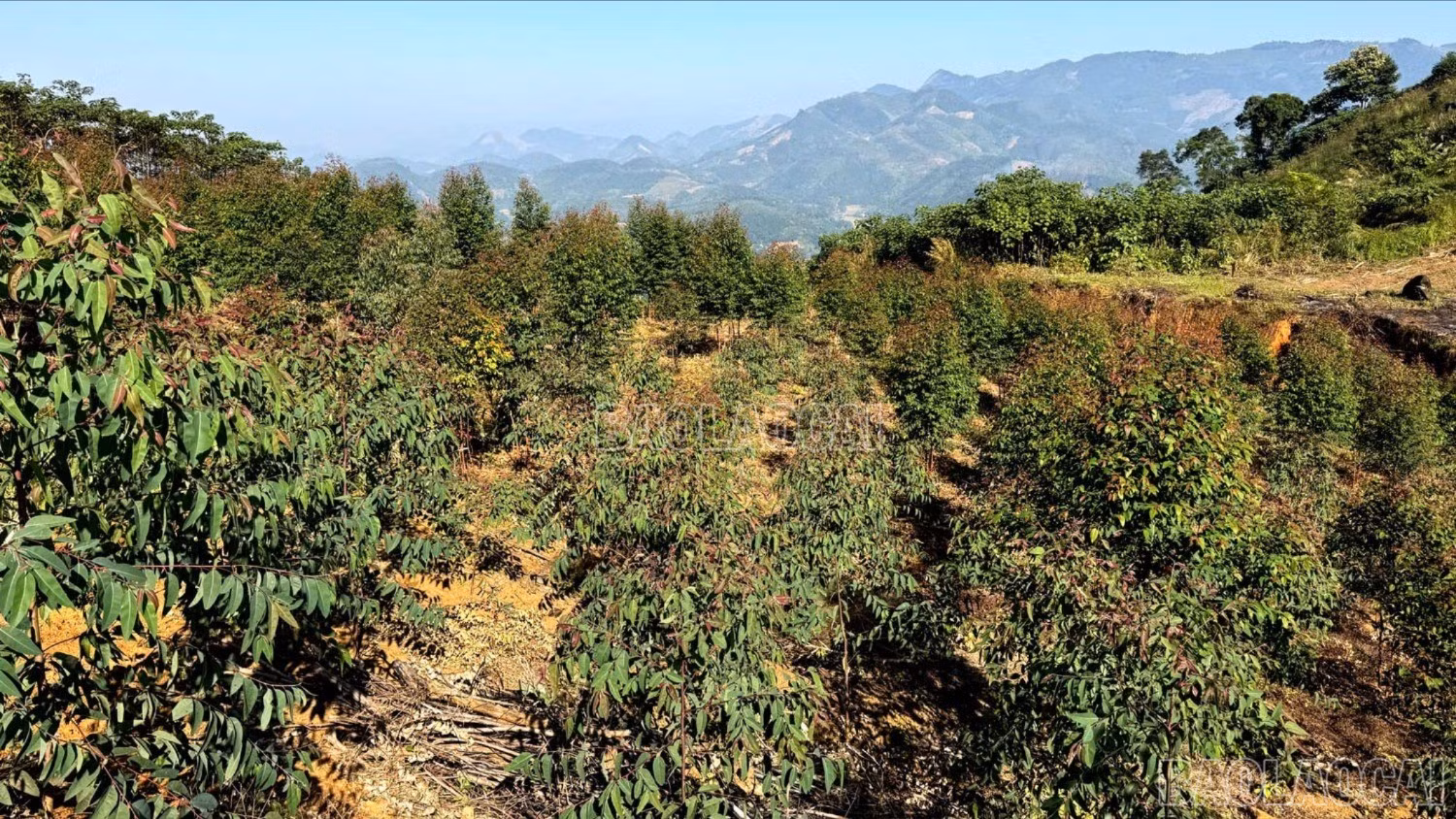 baolaocai-c-z7295164728080-9e1b94f809d7916cc95191dba284e33b.jpg