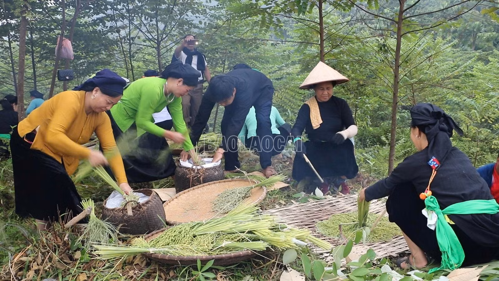 baolaocai-c_nghiado1.jpg