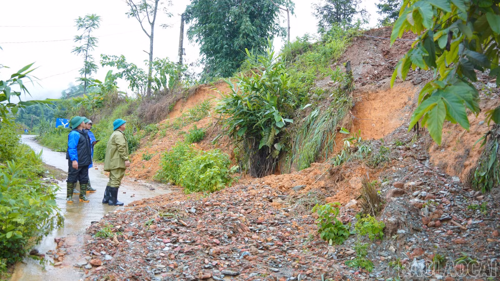 baolaocai-br_satlo.jpg