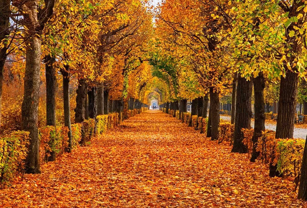 Các công viên ở Vienna là niềm vui đầy màu sắc vào mùa thu.