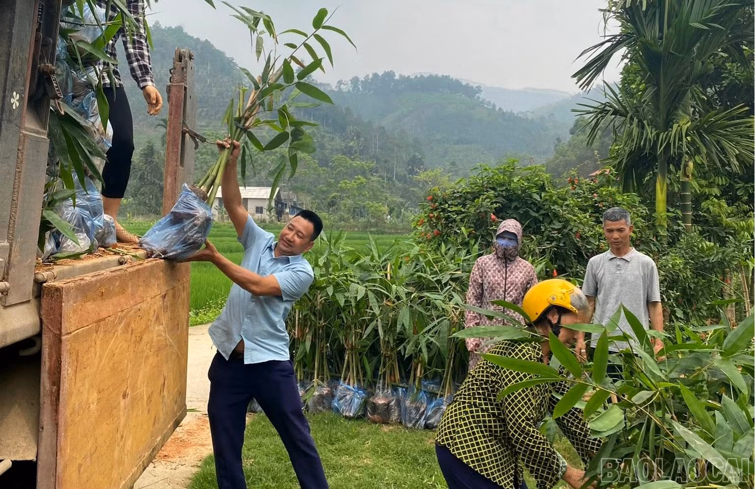 baolaocai-br_yenthanh.jpg