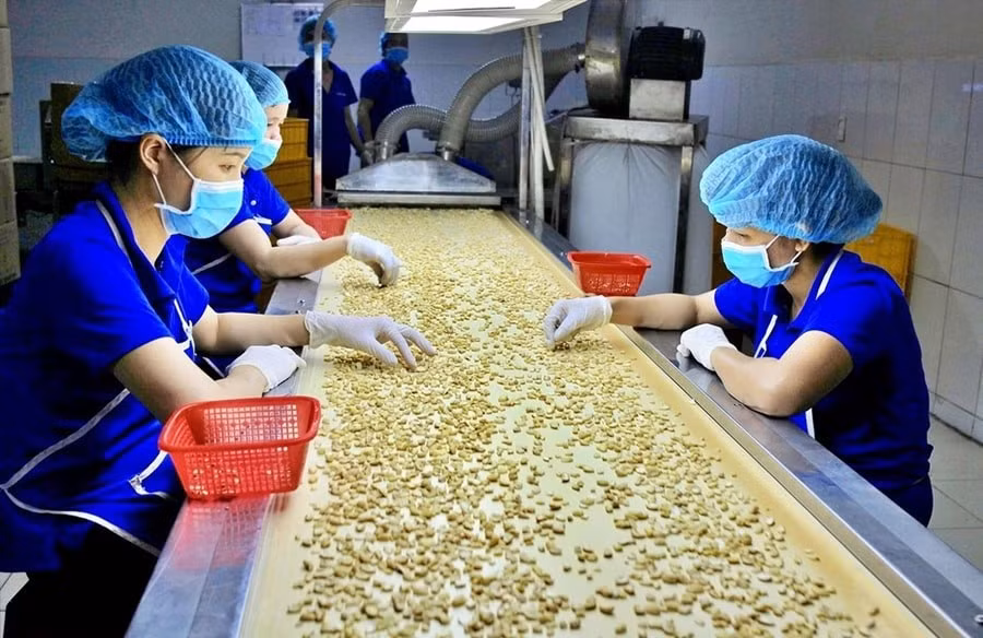 Sơ chế hạt điều xuất khẩu tại nhà máy của Công ty cổ phần Hoàng Sơn 1 (tỉnh Đồng Nai).