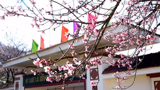 Sắc hoa thắm gọi xuân về