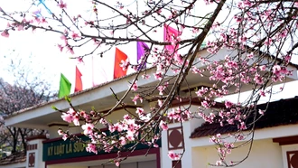 Sắc hoa thắm gọi xuân về