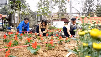 Xã Lâm Giang triển khai phong trào "Trồng hoa đón Tết, gắn kết lòng dân"