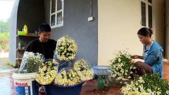 Bắt nhịp xu hướng trồng cúc họa mi hiệu quả