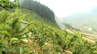 Cuộc sống mới ở Hoàng Hạ