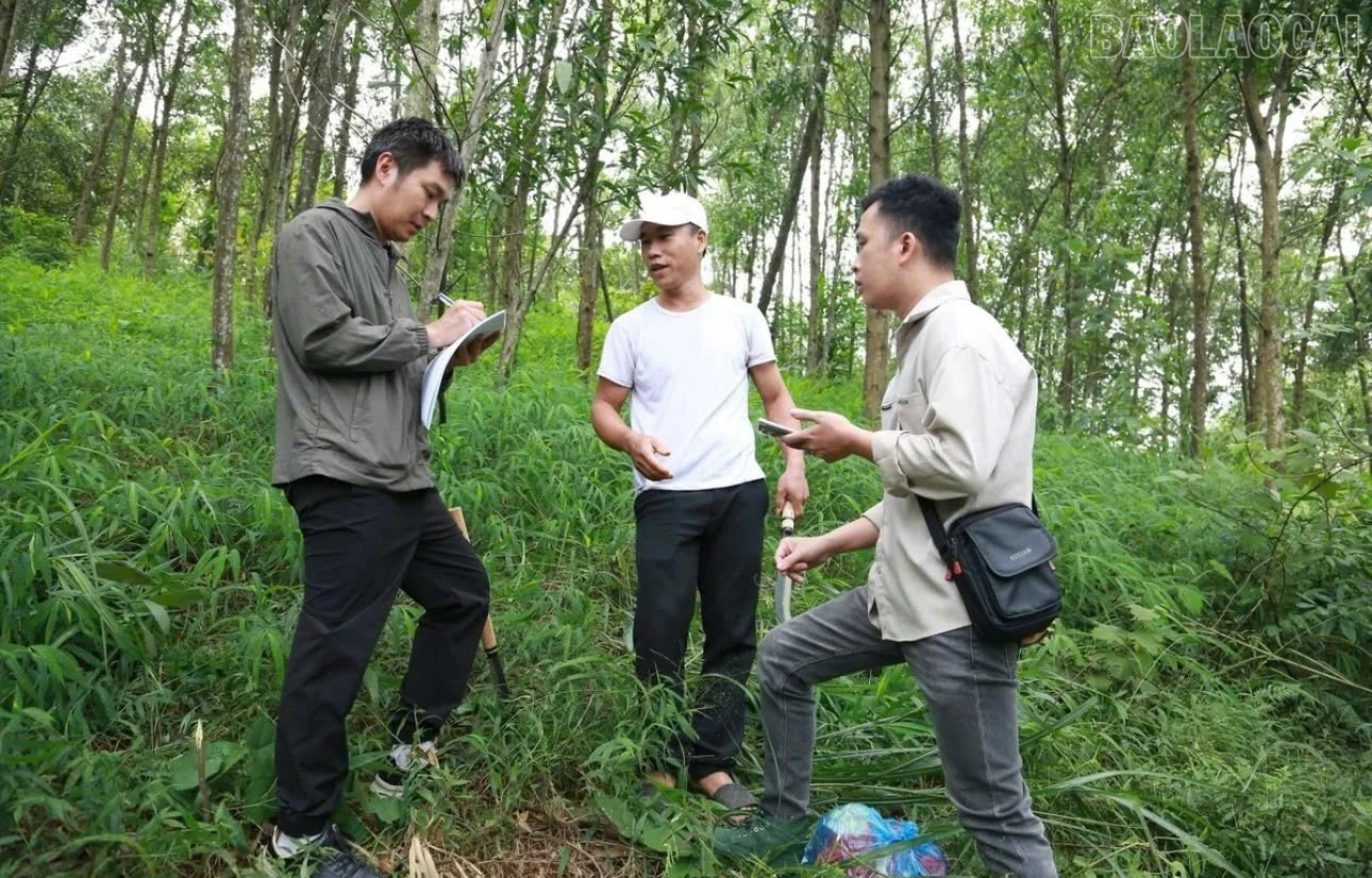 baolaocai-tr_z7304937985640-740f356991b3997df97e73fcbba64858.jpg