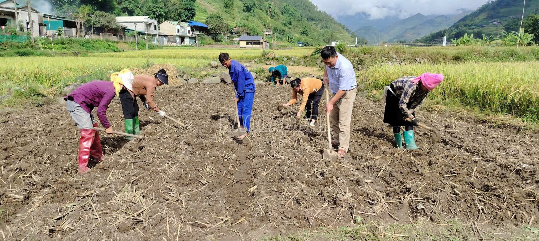 Bønder i provinsen forbereder jorden for planting av vinteravlinger. baolaocai-c_z7195419336265-99d3dcb7d7d1a3c9d483c95eaa6f315e.jpg