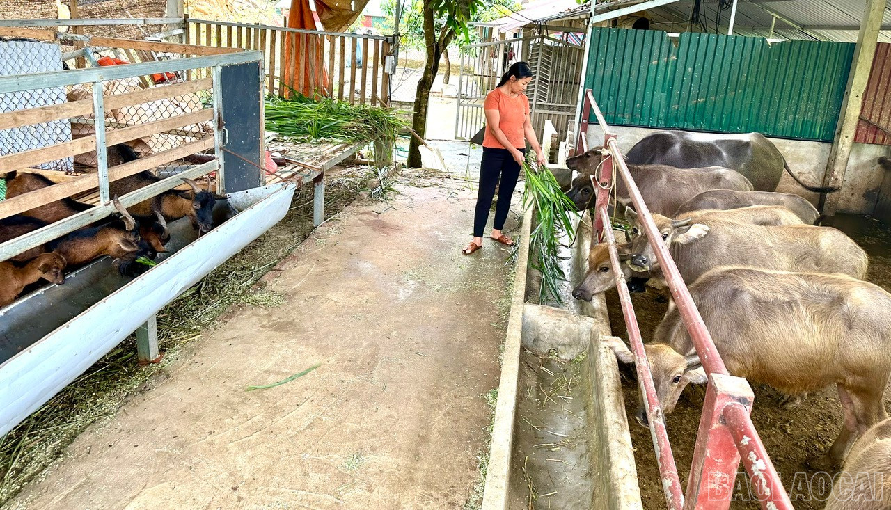 Mô hình chăn nuôi của gia đình chị Trần Thị Thắng mang lại hiệu quả kinh tế cao. baolaocai-br_z7048973511645-215871608f3d4fc6674d49a23525b8a3.jpg