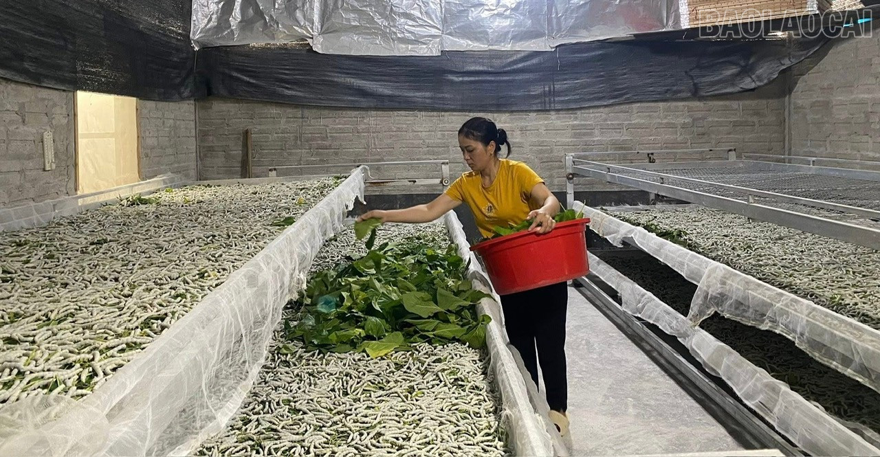 Trấn Yên phấn đấu đến năm 2030 sản lượng kén tằm đạt 1.500 tấn/năm.