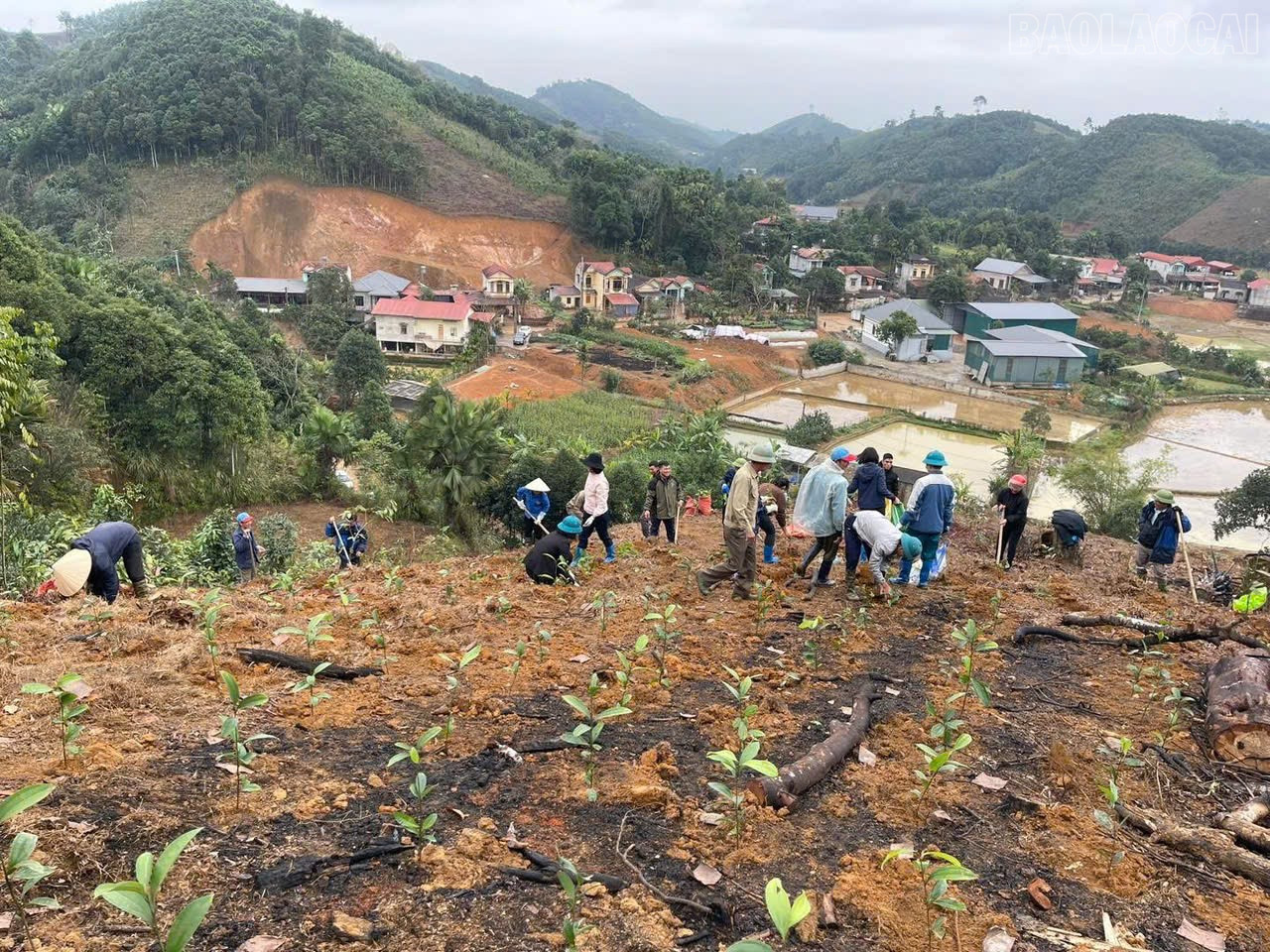 Người dân xã Trấn Yên trồng quế.