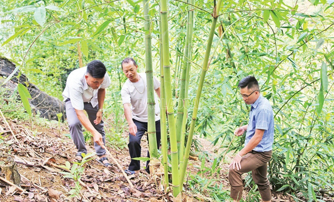 Mô hình trồng măng Bát độ của anh Sùng A Dê ở thôn Ba Cầu mang lại hiệu quả kinh tế cao. baolaocai-c_mo-hinh-trong-mang-sung-a-de.jpg