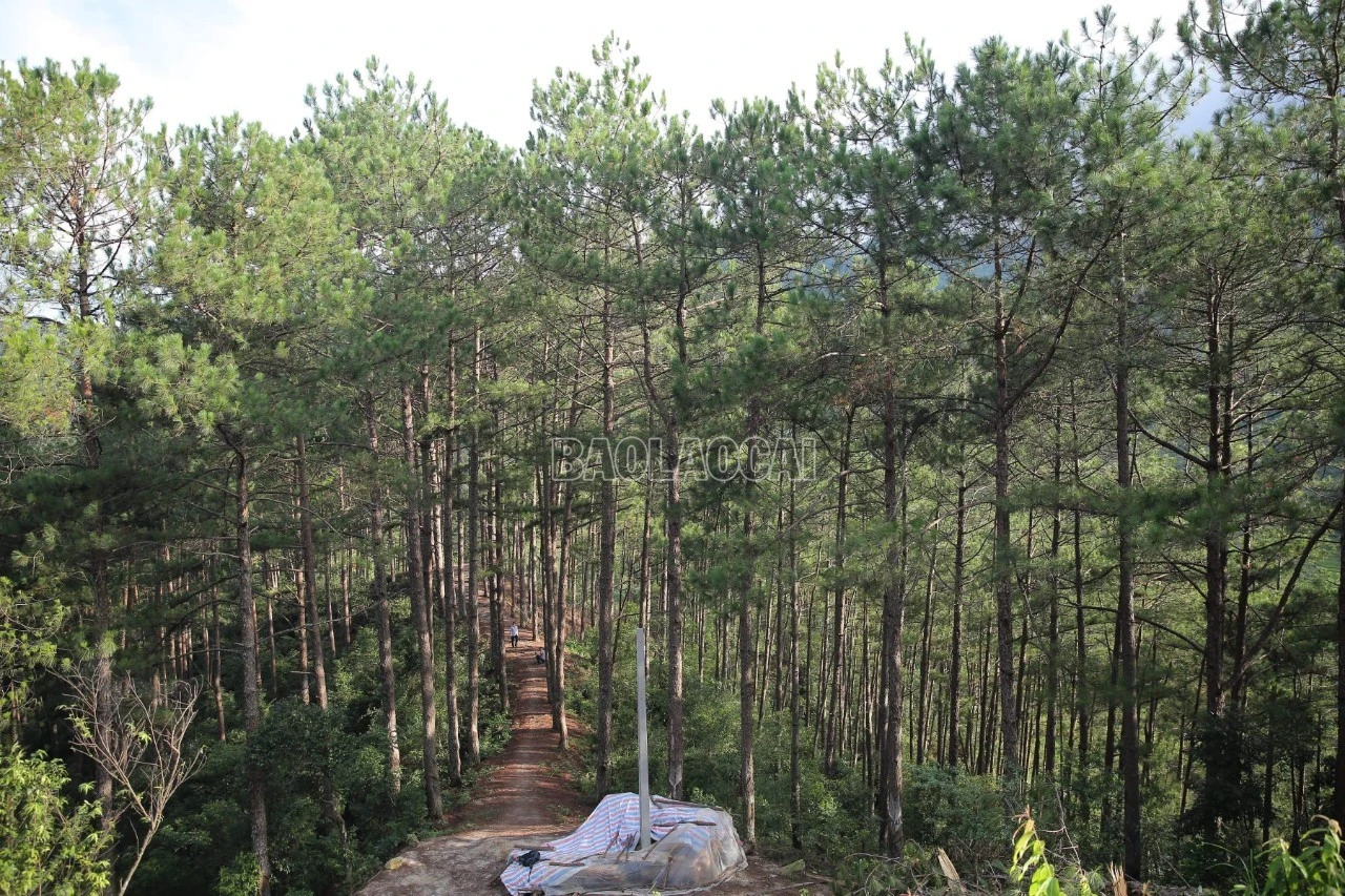 baolaocai-c_rung-2.jpg