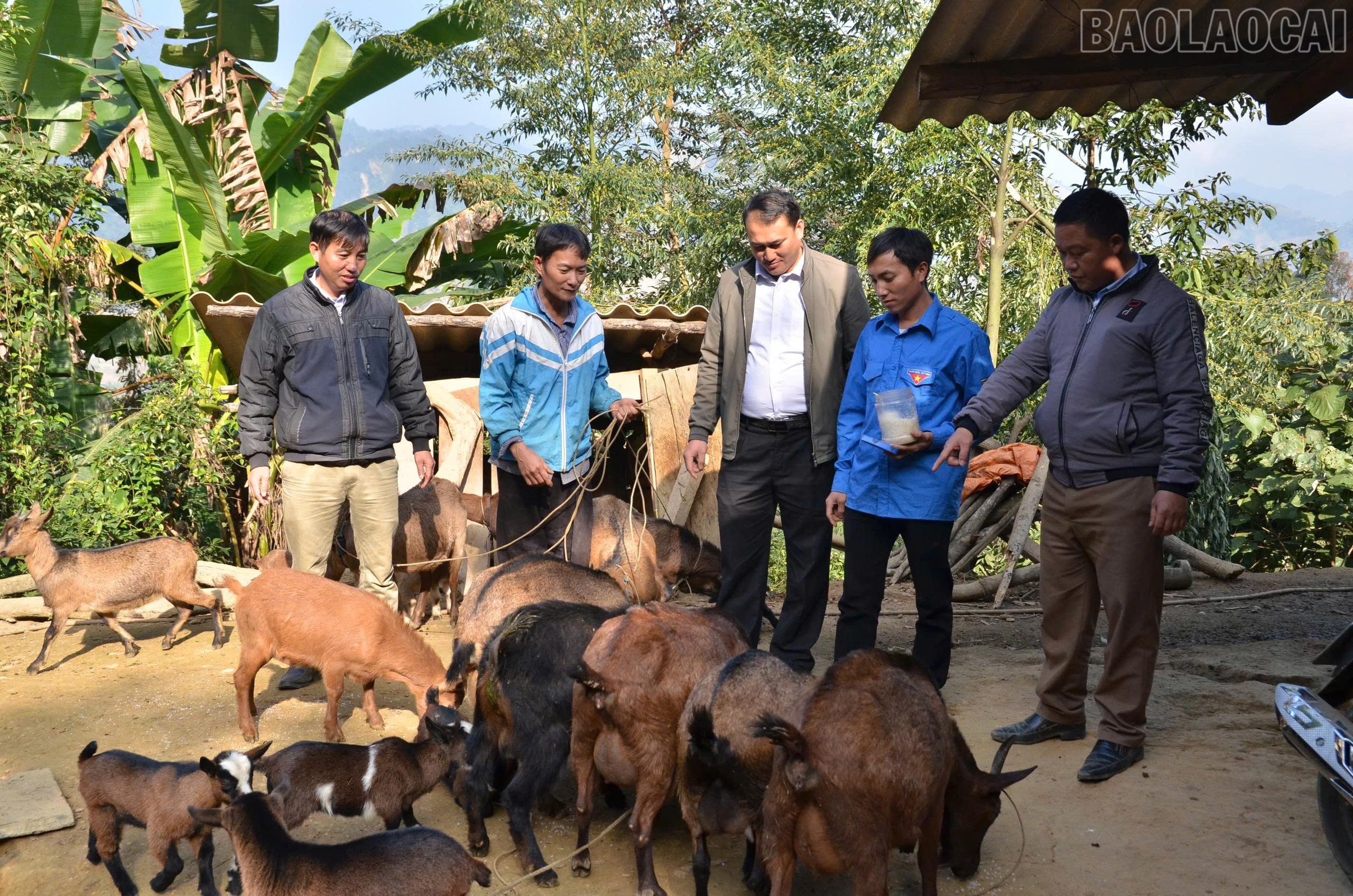 Mnoho modelů chovu hospodářských zvířat v horách pomohlo lidem vymanit se z chudoby. baolaocai-tr_z7085496112634-26e756217bce4921aa77ce79a5fadbda.jpg