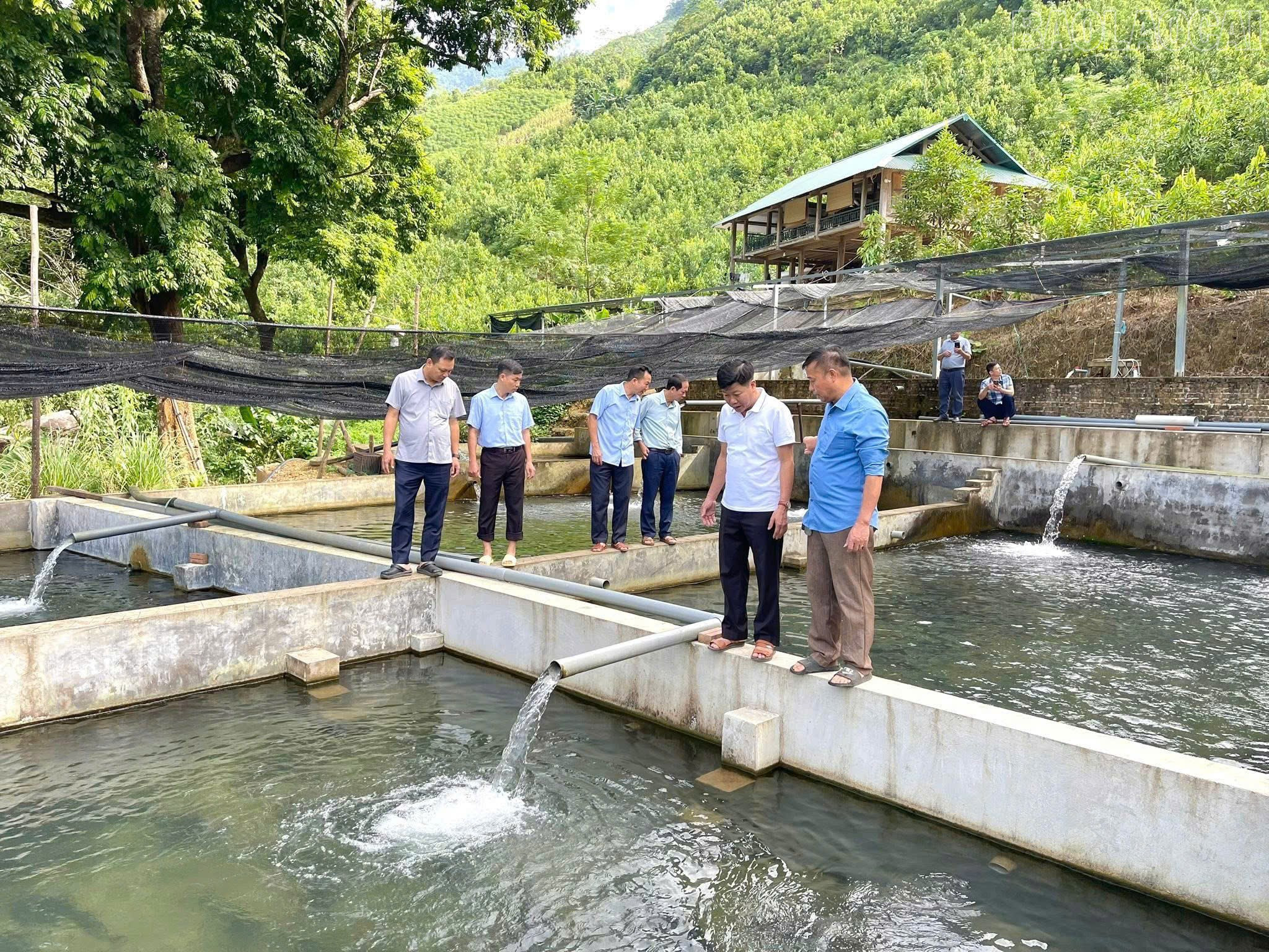 Model chovu jeseterů, kterým pracovala rodina pana Trieu Thieu Lama ve vesnici Khe Van v obci Dong Cuong, přinesl vysokou ekonomickou efektivitu. baolaocai-tr_z7331312584954-b0f27a8d051ee9d9ce220623f6b20304.jpg