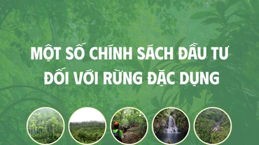 [Infographic] Một số chính sách đầu tư đối với rừng đặc dụng