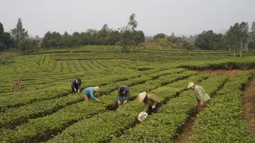 Kiên trì gắn bó với cây trồng truyền thống