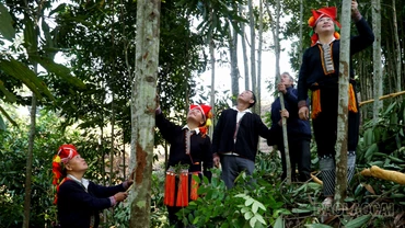 Giảm nghèo hiệu quả từ mô hình trồng quế