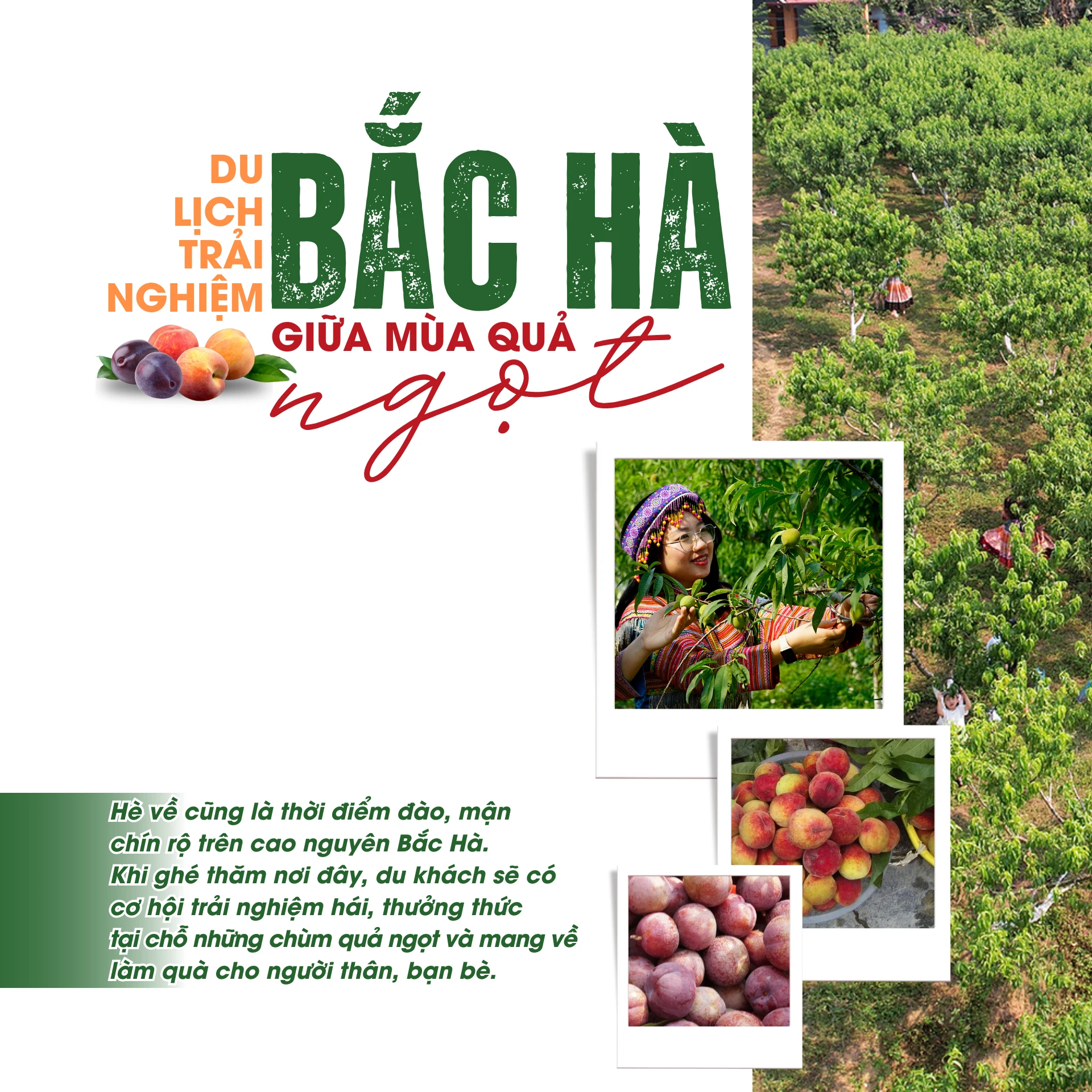 Du lịch trải nghiệm Bắc Hà giữa mùa quả ngọt.png