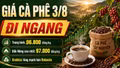 Giá cà phê hôm nay 3/8: Cao nhất 97.000 đồng/kg