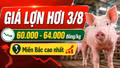 Giá lợn hơi hôm nay 3/8/2026: Nhiều nơi giữ mức 60.000 đồng/kg