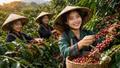 Giá cà phê hôm nay 8/8/2026 lao dốc, Robusta mất gần 100 USD/tấn