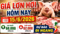 Giá lợn hơi hôm nay 15/6: Miền Bắc tiếp tục dẫn đầu?