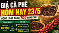Giá cà phê hôm nay 23/5: Tăng mạnh 700 đồng/kg