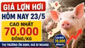 Giá lợn hơi hôm nay 23/5: Ổn định trên cả nước, cao nhất 70.000 đồng/kg
