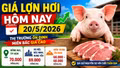 Giá lợn hơi hôm nay 20/5: Miền Nam giảm nhẹ ở một số địa phương
