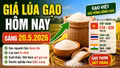 Giá lúa gạo hôm nay 20/5: Gạo nguyên liệu tăng nhẹ, xuất khẩu vẫn neo cao