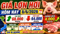 Giá lợn hơi hôm nay 8/6: Chênh lệch 4.000 đồng/kg giữa các vùng