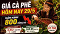 Giá cà phê hôm nay 29/5 giảm mạnh, mất 800 đồng/kg