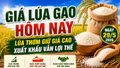 Giá lúa gạo hôm nay 29/5/2026: ST25, Lúa Nhật dẫn đầu thị trường