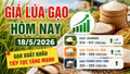 Giá lúa gạo hôm nay 18/5: Gạo xuất khẩu Việt Nam tiếp tục tăng mạnh