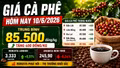 Giá cà phê hôm nay 10/6 bật tăng trở lại, Tây Nguyên thêm 500 đồng/kg