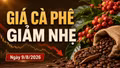 Giá cà phê hôm nay 9/8/2026 giảm, Arabica bất ngờ tăng hơn 4%