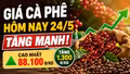 Giá cà phê hôm nay 24/5: Tây Nguyên đồng loạt tăng, Robusta bật mạnh