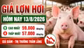 Giá lợn hơi hôm nay 13/8: 16 địa phương tiếp tục giảm giá